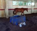 Κερύνεια Αχαΐας: Βρήκε σκελετωμένο άλογο κλεισμένο σε άδειο κτίριο μέσα σε κοπριές που έφταναν το μισό μέτρο