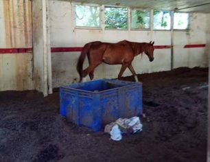 Κερύνεια Αχαΐας: Βρήκε σκελετωμένο άλογο κλεισμένο σε άδειο κτίριο μέσα σε κοπριές που έφταναν το μισό μέτρο