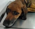 Χρειάζεται σπιτικό ο θηλυκός σκύλος που βρέθηκε με εγκαύματα παγιδευμένος σε ρεματιά στην Κινέτα Αττικής
