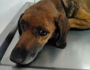 Χρειάζεται σπιτικό ο θηλυκός σκύλος που βρέθηκε με εγκαύματα παγιδευμένος σε ρεματιά στην Κινέτα Αττικής