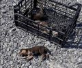 Πέθαναν 3 κουτάβια που κάποιος εγκατάλειψε μαζί με τη σκυλίτσα του στον Εύοσμο Θεσσαλονίκης