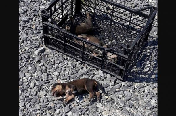 Πέθαναν 3 κουτάβια που κάποιος εγκατάλειψε μαζί με τη σκυλίτσα του στον Εύοσμο Θεσσαλονίκης