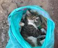 Με φόλες δηλητηριάζουν γάτες στον Κορυδαλλό Αττικής (βίντεο)