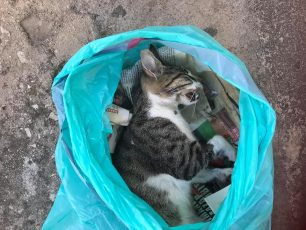 Με φόλες δηλητηριάζουν γάτες στον Κορυδαλλό Αττικής (βίντεο)