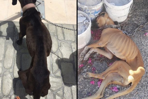 Συνελήφθη για κλοπές ο άνδρας που «εξαφανίστηκε» και κακοποιούσε μέχρι θανάτου τα σκυλιά του στην Πάρο
