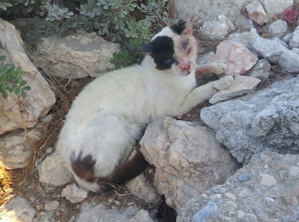Έκκληση για άρρωστη γάτα που βρίσκεται στο Πάνω Κουφονήσι
