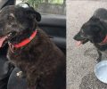 Βρέθηκε - Χάθηκε θηλυκός μαύρος σκύλος στην Παλλήνη της Αττικής
