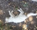 Λέσβος: Πολλές γάτες νεκρές από φόλες στην παραλία της Τσιχράντας