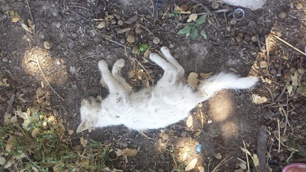Λέσβος: Πολλές γάτες νεκρές από φόλες στην παραλία της Τσιχράντας
