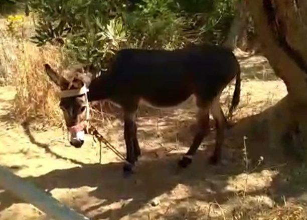 Διοικητικό πρόστιμο για κακοποίηση γαϊδουριού με παστούρα στον Σκόπελο Λέσβου (βίντεο)