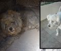 Υιοθέτησαν σκύλο που βρέθηκε ζωντανός στα αποκαΐδια σπιτιού στο Μάτι Αττικής (βίντεο)