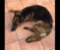 Βρέθηκε αρσενικός σκύλος Γερμανικός Ποιμενικός και φιλοξενείται στο Μάτι Αττικής
