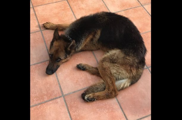 Βρέθηκε αρσενικός σκύλος Γερμανικός Ποιμενικός και φιλοξενείται στο Μάτι Αττικής