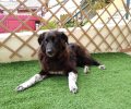 Βρέθηκε - Χάθηκε θηλυκός σκύλος στα Γρεβενά