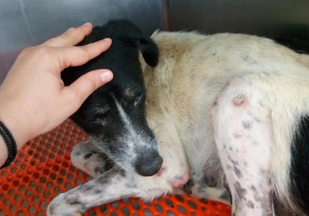 Η σκυλίτσα που βρέθηκε στα αποκαΐδια στο Μάτι Αττικής επέζησε και χρειάζεται σπιτικό (βίντεο)