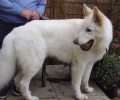 Βρέθηκε νεκρός - Χάθηκε θηλυκός λευκός σκύλος στον Νέο Βουτζά Αττικής