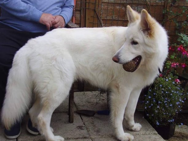 Βρέθηκε νεκρός - Χάθηκε θηλυκός λευκός σκύλος στον Νέο Βουτζά Αττικής