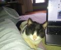 Χάθηκε ασπρόμαυρη γάτα στο Μάτι Αττικής