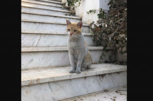 Βρέθηκε - Χάθηκε αρσενική στειρωμένη γάτα από το Μάτι Αττικής