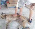 Βρήκε τον σκύλο του ζωντανό στον Νέο Βουτζά Αττικής 10 μέρες μετά την πυρκαγιά