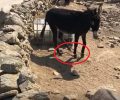 Γαϊδούρια με δεμένα τα πόδια στη Μύκονο (βίντεο)