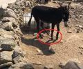 Γαϊδούρια με δεμένα τα πόδια στη Μύκονο (βίντεο)