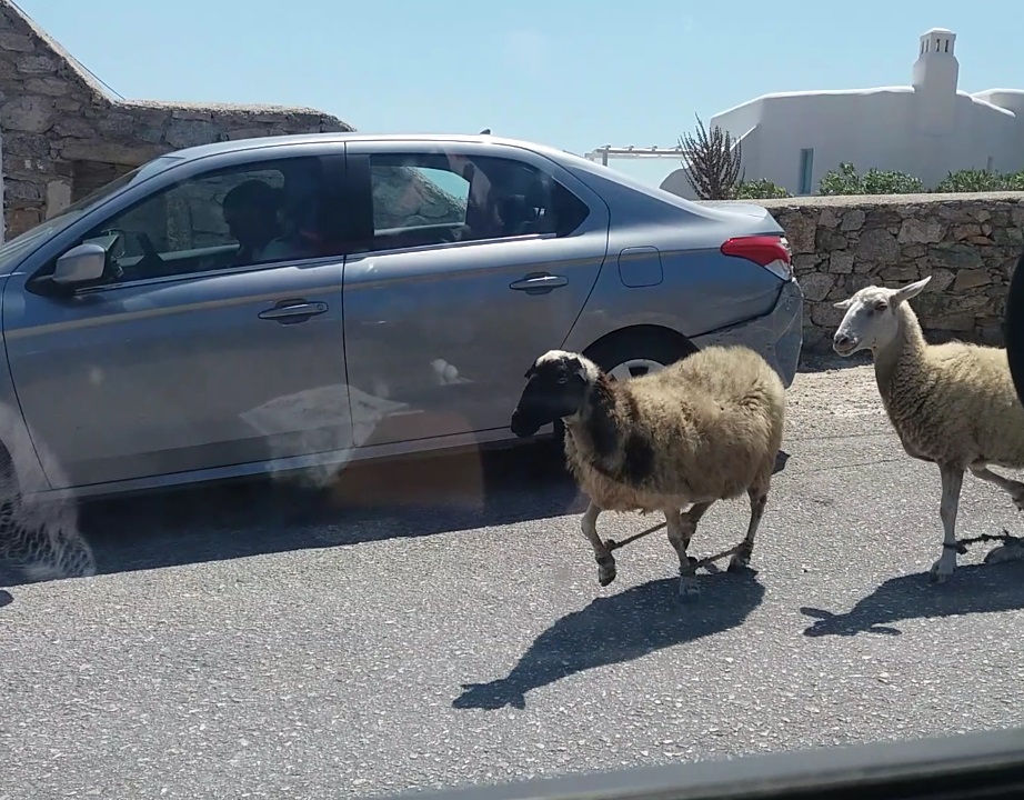 Διαταγή της Ελληνικής Αστυνομίας για ελέγχους σχετικά με κακοποίηση και παστούρωμα ζώων στις Κυκλάδες