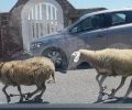 Μύκονος: Πρόβατα με δεμένα πόδια με παστούρα τρέχουν ανάμεσα σε οχήματα (βίντεο)