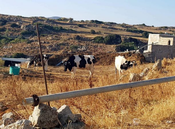 Αγελάδες δεμένες από το κεφάλι στη Νάξο