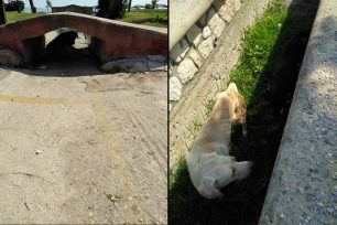 Νέα Ποτίδαια Χαλκιδικής: Απείλησαν τουρίστρια επειδή έβαλε τροφή και νερό στα αδέσποτα σκυλιά