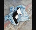 Μαγνησία: Χωρίς σταματημό η εξόντωση των αδέσποτων ζώων με φόλες στον Δήμο Ζαγοράς - Μουρεσίου