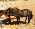 Καθηγητές Κτηνιατρικής Α.Π.Θ.: Απαράδεκτη, απαρχαιωμένη, βάρβαρη τεχνική ακινητοποίησης το παστούρωμα και πρέπει να απαγορευτεί