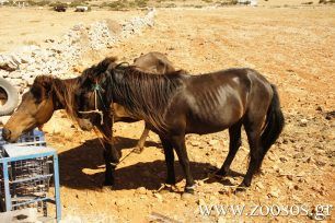 Τι αναφέρει για το παστούρωμα, το δέσιμο των ποδιών των ιπποειδών η νέα εγκύκλιος του ΥΠ.Α.Α.Τ. (βίντεο)