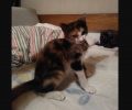 Βρέθηκε τρίχρωμη γάτα στα Περιβολάκια Ραφήνας Αττικής