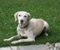 Βρέθηκε θηλυκός σκύλος στο Περτούλι Τρικάλων