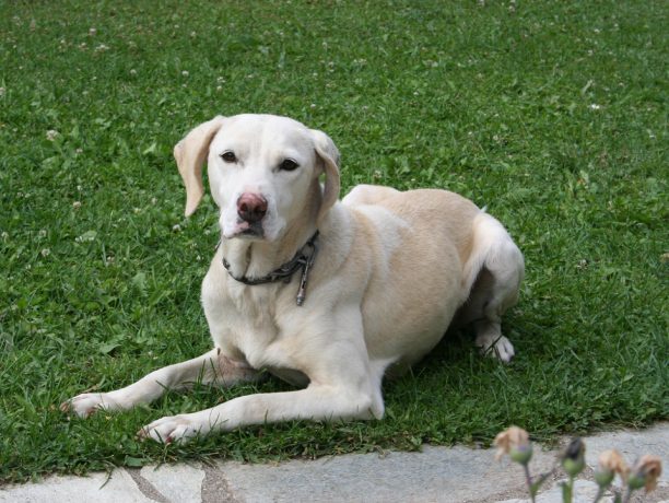 Βρέθηκε θηλυκός σκύλος στο Περτούλι Τρικάλων