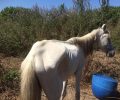 Πύλος Μεσσηνίας: Βρήκαν 25 άλογα, πόνι, γαϊδούρια σκελετωμένα, ετοιμοθάνατα δεμένα με αλυσίδες, χωρίς τροφή - νερό