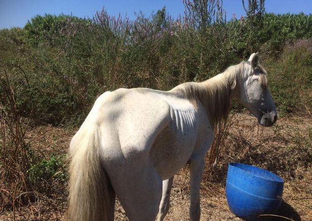 Πύλος Μεσσηνίας: Βρήκαν 25 άλογα, πόνι, γαϊδούρια σκελετωμένα, ετοιμοθάνατα δεμένα με αλυσίδες, χωρίς τροφή - νερό