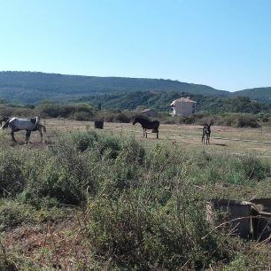 PylosMessiniasSkeletomenaAlogaAvgoustos2018 15