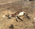 Σαντορίνη: Έκκληση για τη σωτηρία γαϊδουριού που κείτεται αβοήθητο πεσμένο στο έδαφος στον Περίβολο