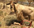 Κατσίκες και άλλα ζώα με δεμένα τα πόδια βλέπουν οι τουρίστες και στη Σέριφο (βίντεο)