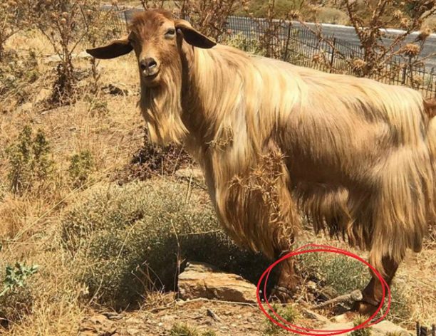 Κατσίκες και άλλα ζώα με δεμένα τα πόδια βλέπουν οι τουρίστες και στη Σέριφο (βίντεο)