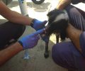 Πειραιάς: Σώος και ο σκύλος που περιφερόταν στο πλοίο της ΑΝΕΚ «Ελ. Βενιζέλος» στο οποίο ξέσπασε φωτιά
