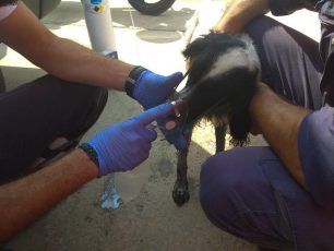 Πειραιάς: Σώος και ο σκύλος που περιφερόταν στο πλοίο της ΑΝΕΚ «Ελ. Βενιζέλος» στο οποίο ξέσπασε φωτιά