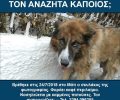 Βρέθηκε σκύλος στο Μάτι Αττικής με καμένες πατούσες