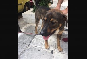 Βρέθηκε αρσενικός σκύλος στο Μάτι Αττικής