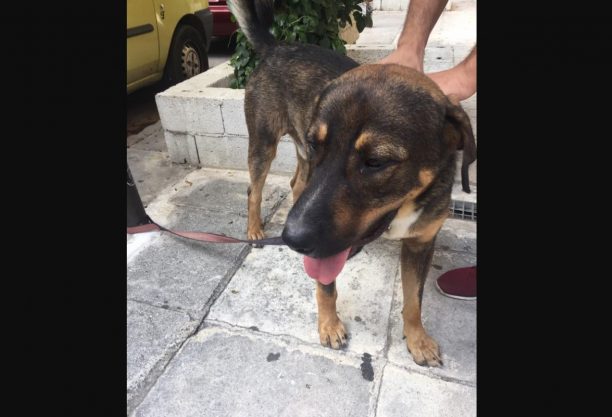 Βρέθηκε αρσενικός σκύλος στο Μάτι Αττικής