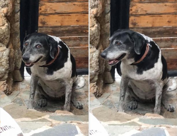 Βρέθηκε θηλυκός σκύλος στο Μάτι Αττικής στην οδό Κύπρου
