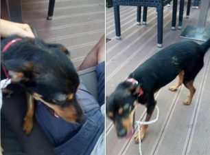 Βρέθηκε θηλυκός σκύλος με ράμματα στην κοιλιά στη Νέα Μάκρη Αττικής