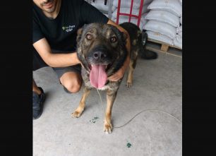 Βρέθηκε σκύλος δεμένος στο κατάστημα Pet Point στη Ραφήνα Αττικής